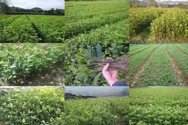 桂花树适合在河南种植吗1681527502022