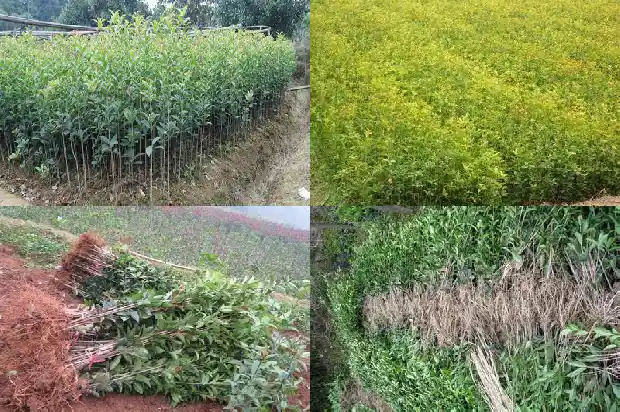 桂花开三次花怎么回事1688523233529