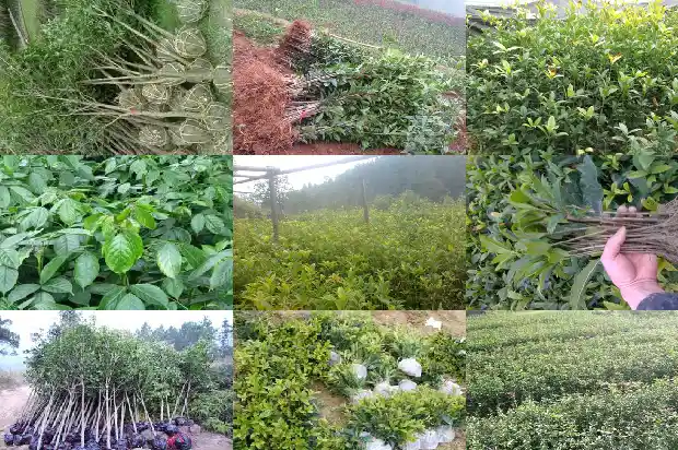 盆栽桂花树什么时候移栽最好1681527526195