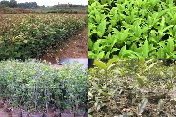 盆栽桂花树什么时候移栽最好1681527526242