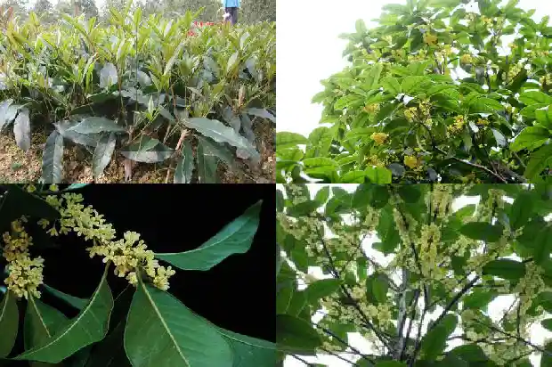 盆栽桂花树什么时候移栽最好1681527526290
