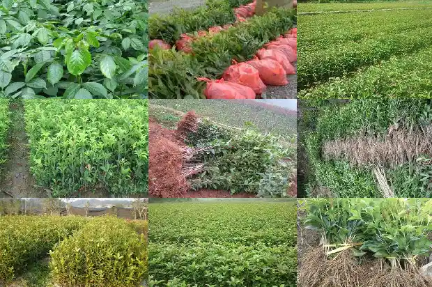 河南桂花树几月份移栽最好活1681527548445
