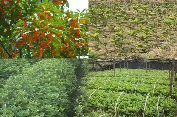 河南桂花树几月份移栽最好活1681527548493
