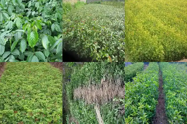 桂花树什么季节移栽好呢1681527573278