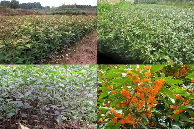 桂花树什么季节移栽好呢1681527573326