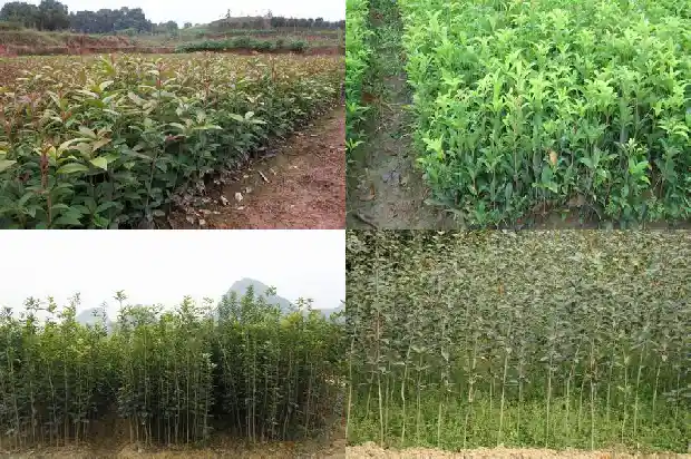 桂花树什么季节移栽好呢1681527573374