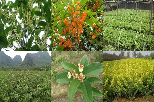 桂花树适合什么时候移栽1681527596305