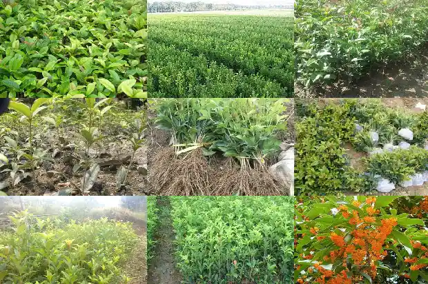 什么季节适合移栽桂花树1681527618239