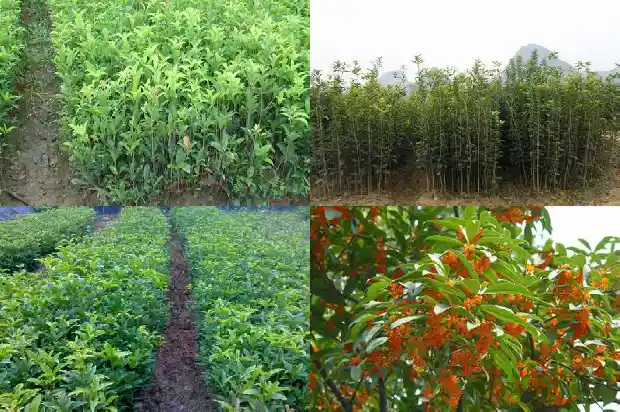 什么季节适合移栽桂花树1681527618287