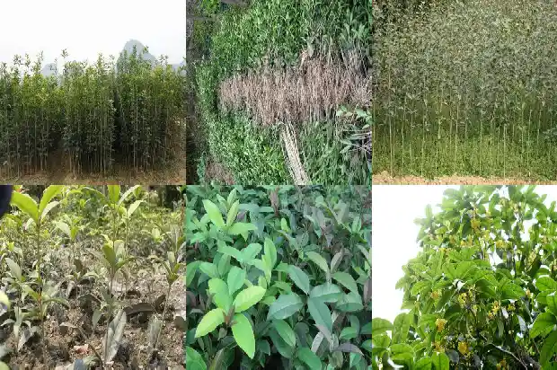 桂花树种在家里什么位置好1681527638537
