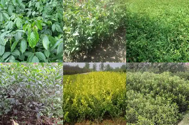 桂花树种在家里什么位置好1681527638585
