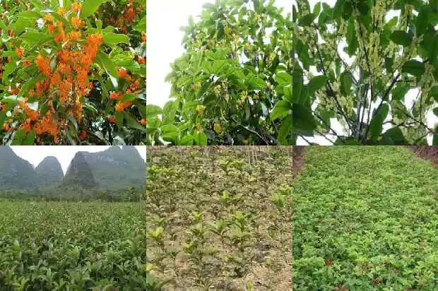 桂花树种在家里什么位置好1681527638632