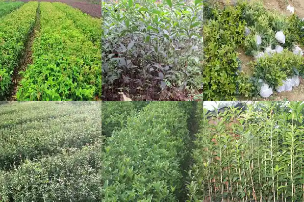 桂花树适合栽在房子的哪个位置1681527663977