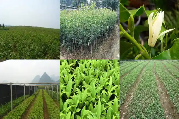 桂花树适合栽在哪里1681527689815
