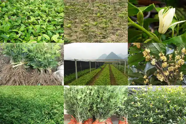 桂花树栽在家里好还是大门前好1681527709359