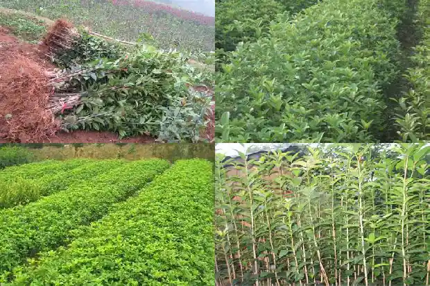 哪种桂花树最名贵1681527730994