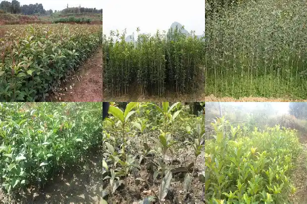 十二月份能移栽桂花树吗1681527775884