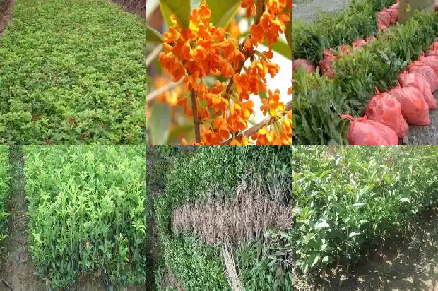 十二月份能移栽桂花树吗1681527775980
