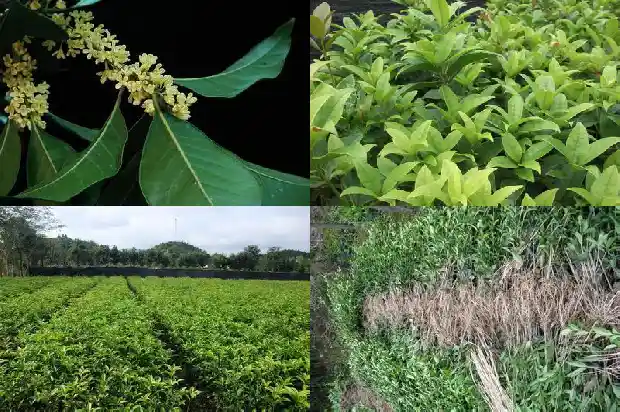 桂花树什么时候移栽最好北方冬天1681527793508