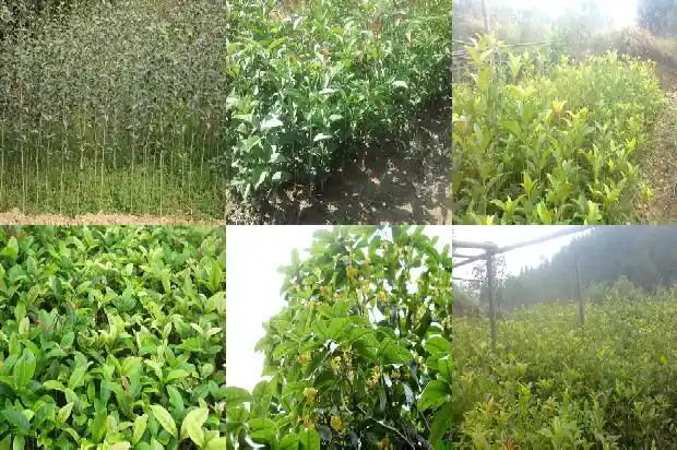 桂花树什么时候移栽最好北方冬天1681527793556