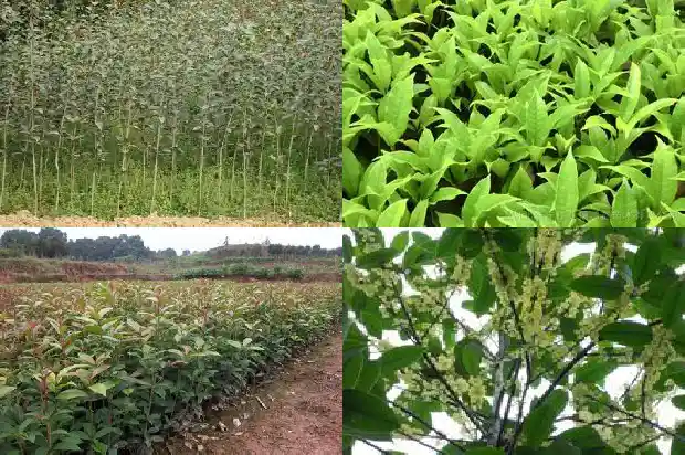 喝桂花枸杞红枣水的功效1689381771863
