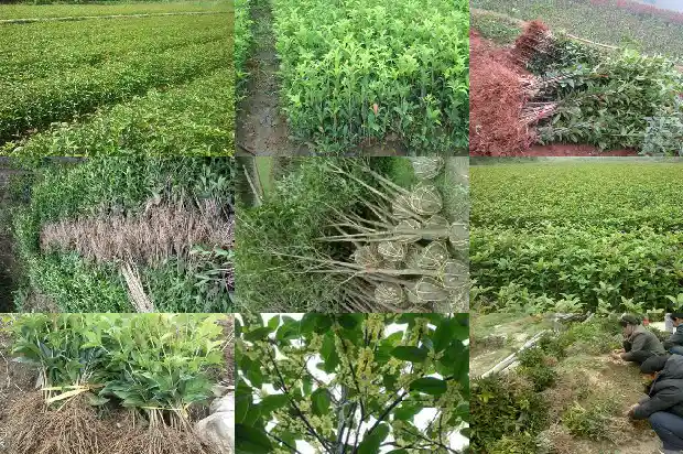 桂花树适合什么时间移栽1681527841262