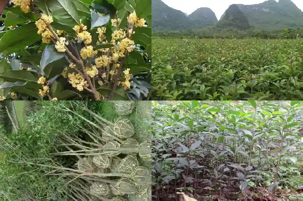 桂花树适合什么时间移栽1681527841310