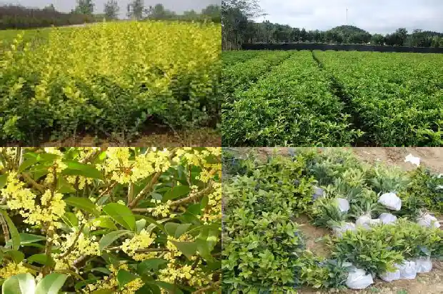 桂花树适合什么时间移栽1681527841358