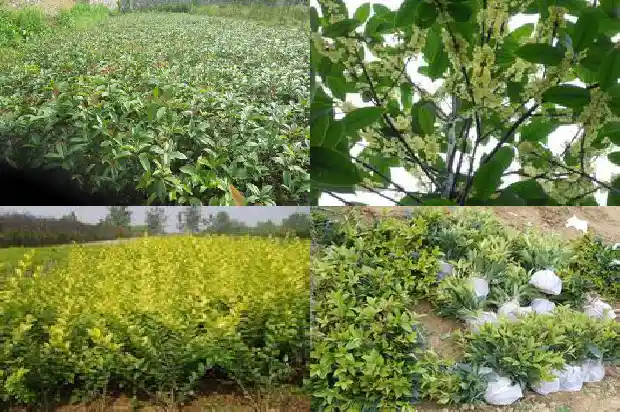 桂花树移栽后浇水方法1681527863772