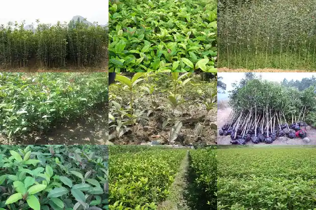 桂花树移栽后浇水方法1681527863820