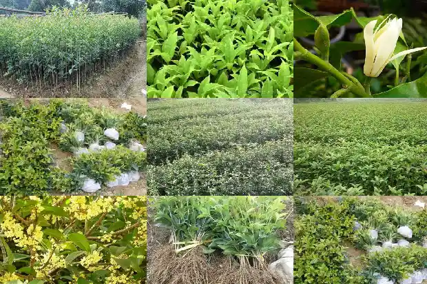 桂花树多大枝条可以移栽呢1681527882671