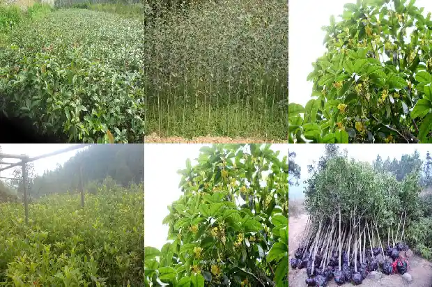 多大的桂花树容易移栽成活1681527910136