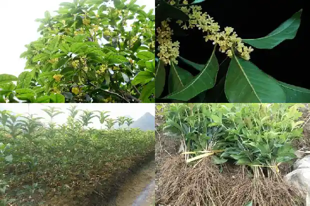 多大的桂花树容易移栽成活1681527910184