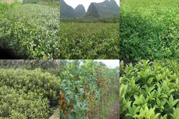 地栽桂花树怎样剪枝才能开花1681527930889