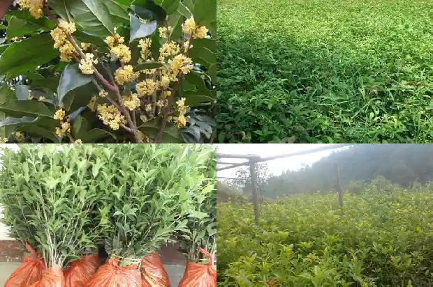 江西桂花树什么时候移栽最好活的1681527955155