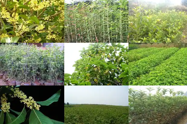 桂花树啥时候移植最好1681527976923