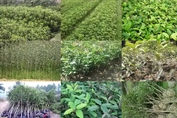 桂花树啥时候移植最好1681527976971