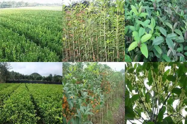 桂花树啥时候移植最好1681527977019