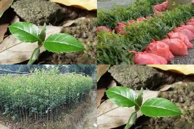 桂花树啥时候移植最好1681527977066