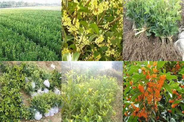 桂花树能在东北过冬吗1688792775246