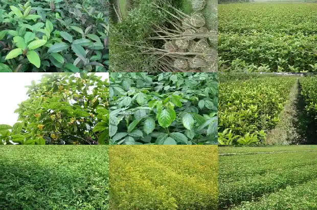 有没有不开花的桂花树1681528025577