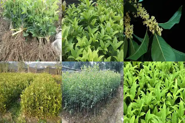 有没有不开花的桂花树1681528025625