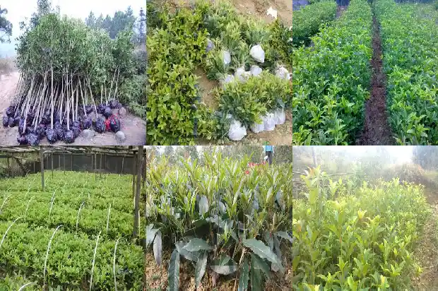 有没有不开花的桂花树1681528025720