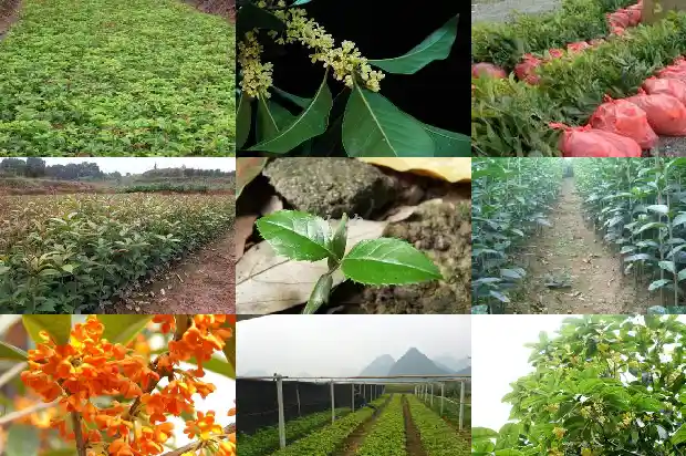 桂花树不嫁接会开花吗1681528047485