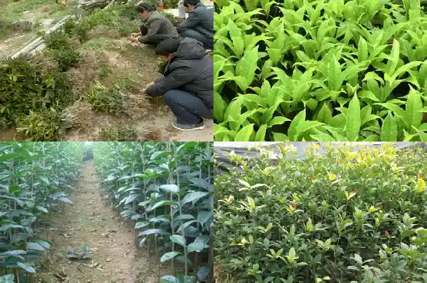 桂花树在北方怎么养才长得好看1681528074445