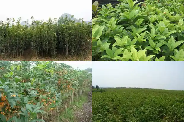 咸宁桂花苗圃基地在哪里呀1690504771380