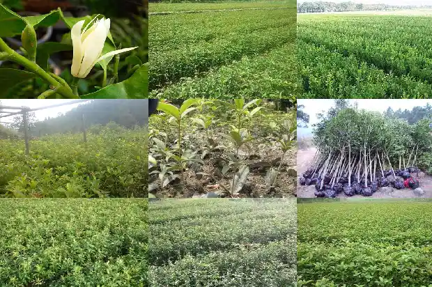 桂花树在东北怎么养才长得好1681528094565