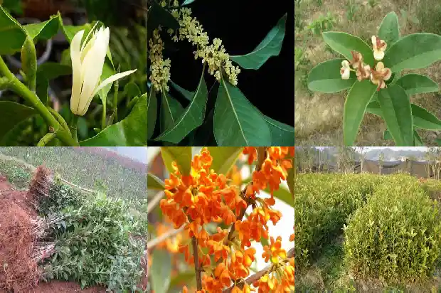 桂花树在东北怎么养才长得好1681528094612