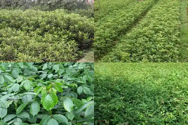 桂花树适不适合北方种植1681528141854
