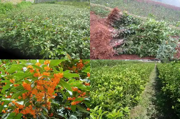 盆栽桂花树北方冬季怎么养好1681528165044